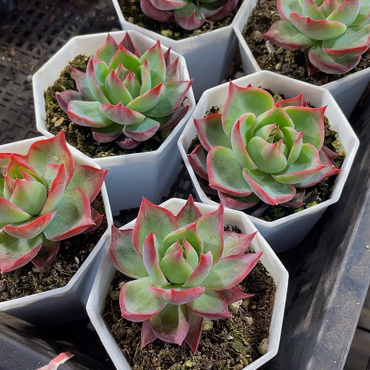 八角盆惊鸿带盆土发