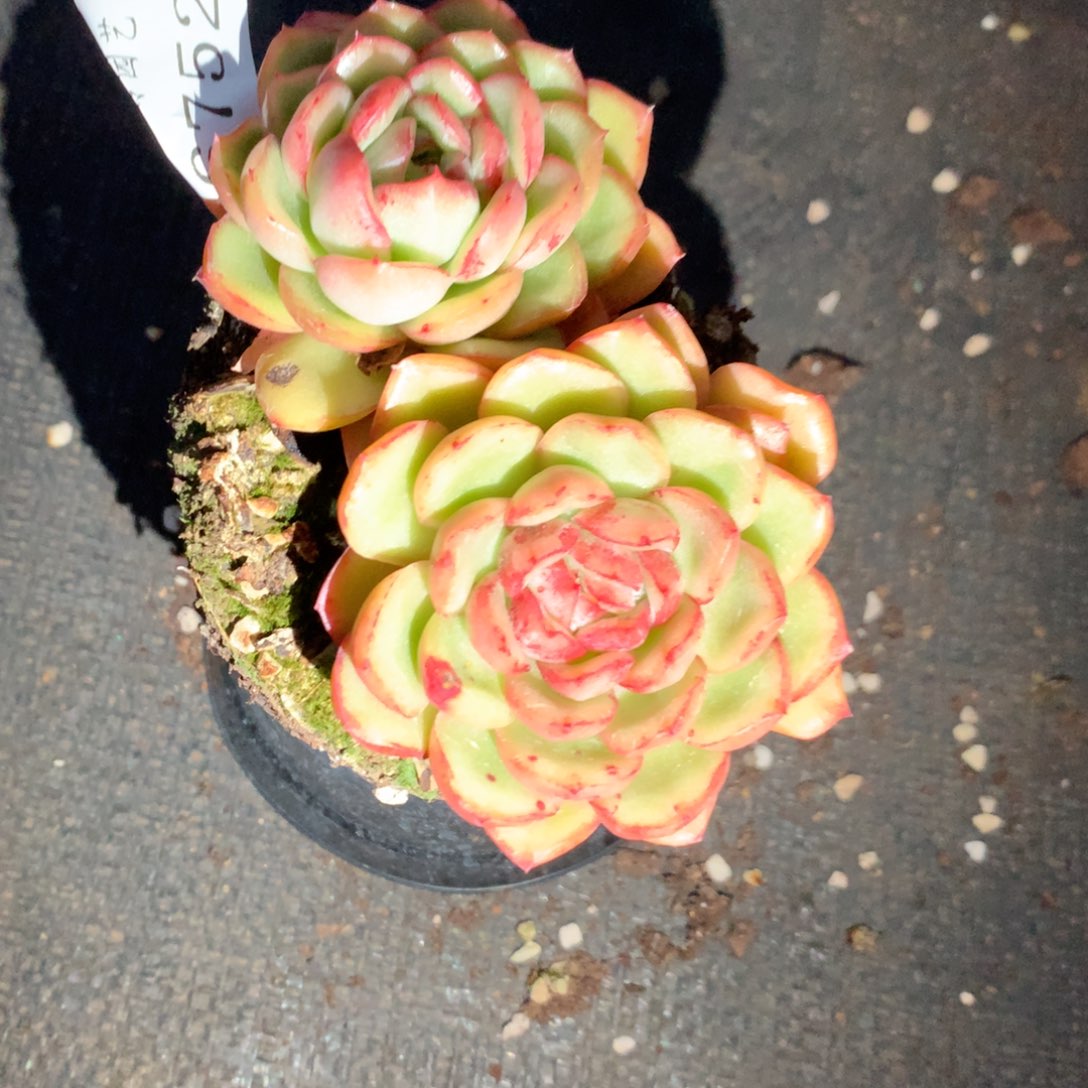 6752新年快乐发发发