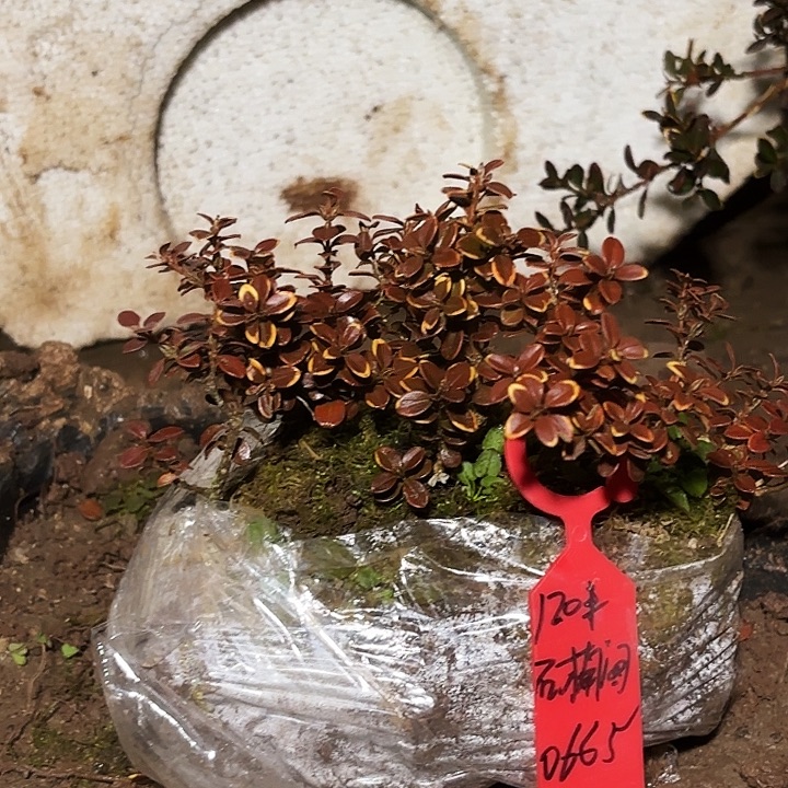 石***阁无花朵安徽珍珠黄杨