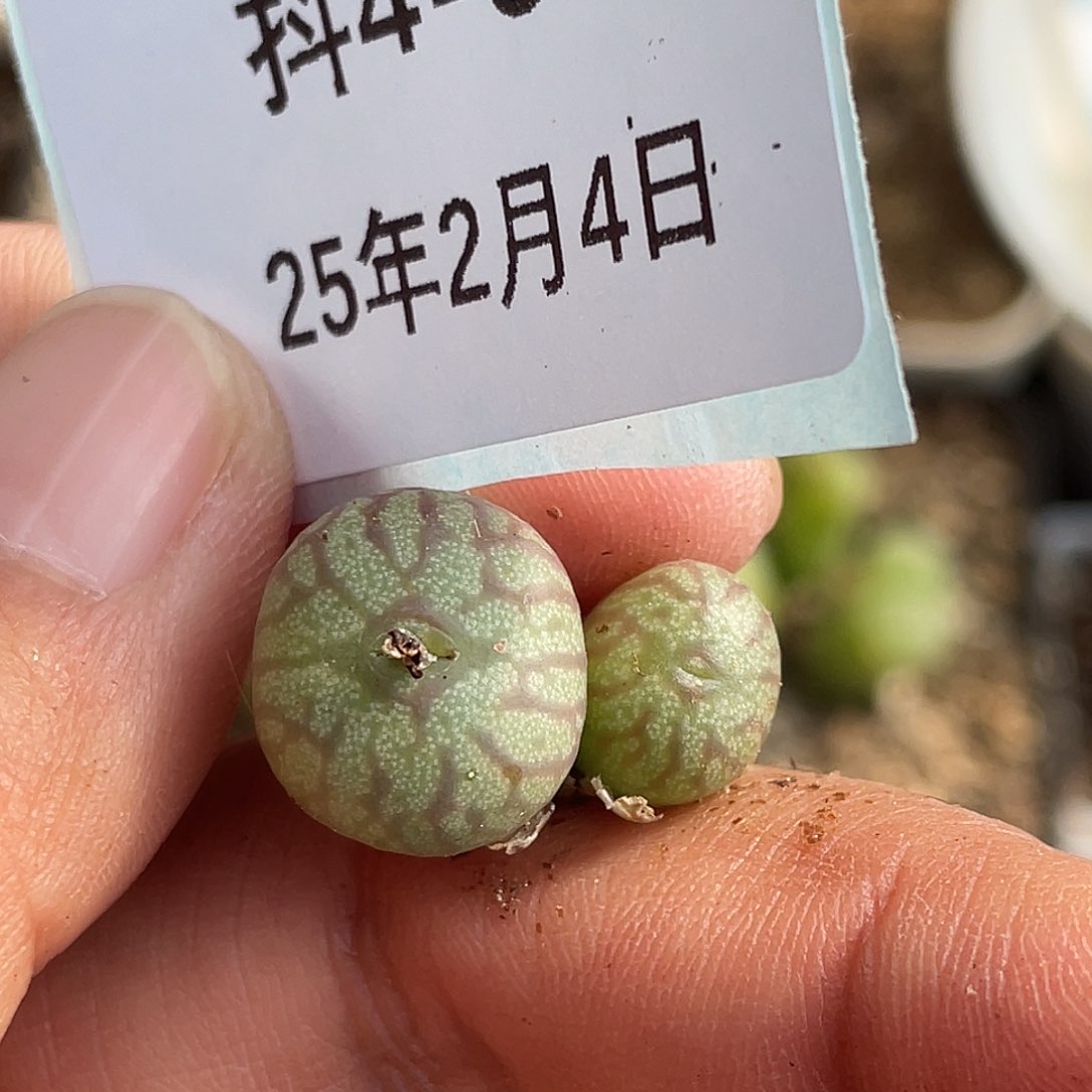 4-66送奶杂多肉植物