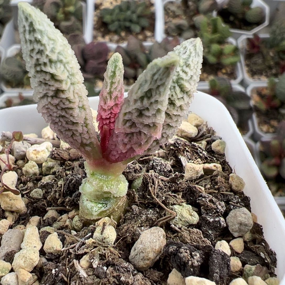 倒刺融化纹冰激凌单头纯木质桩多肉植物