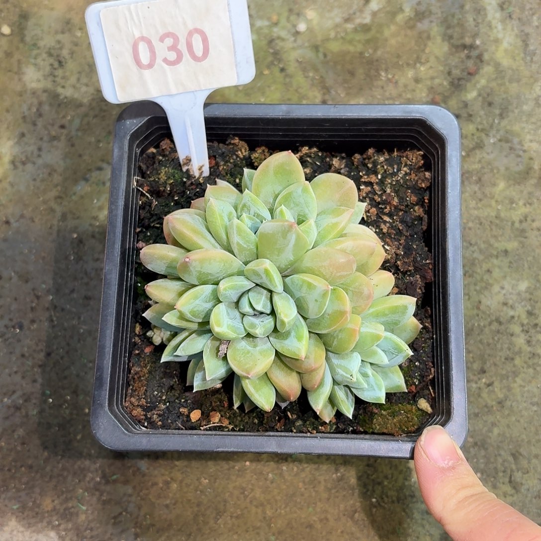雪花美人99999999999999999