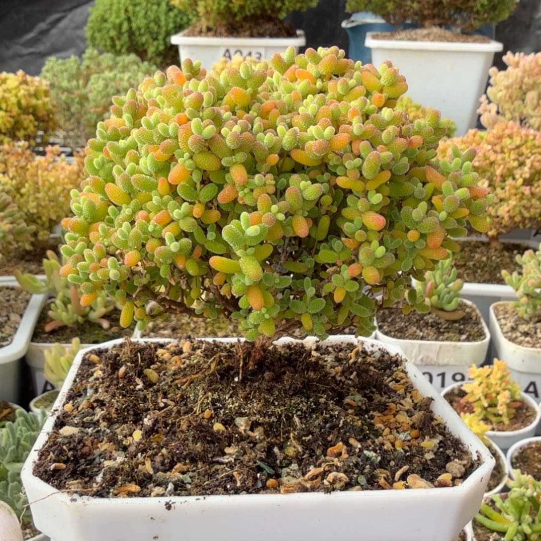 A053蜜橘整点半价福利