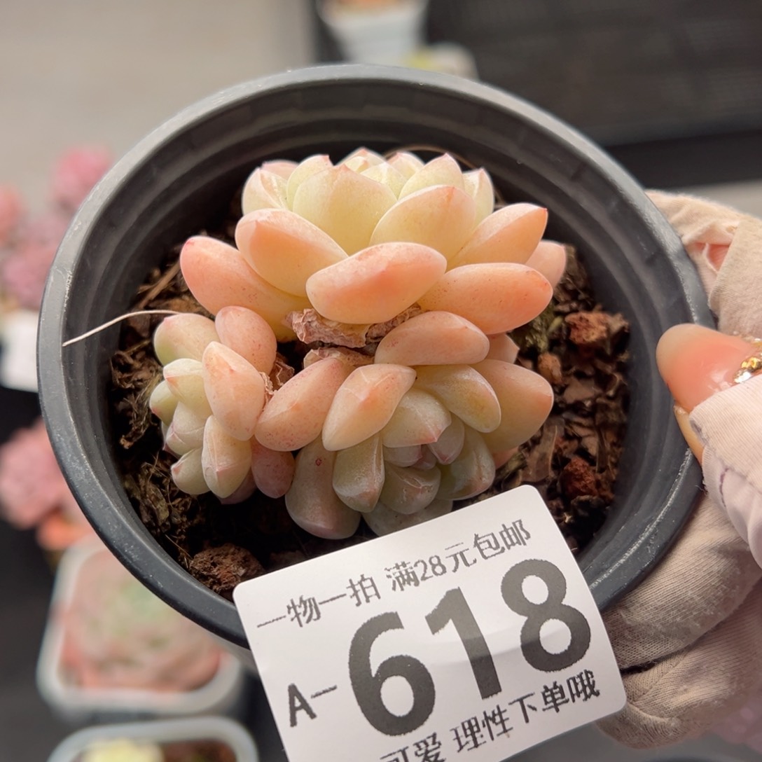 冰玉多肉多肉多肉多肉