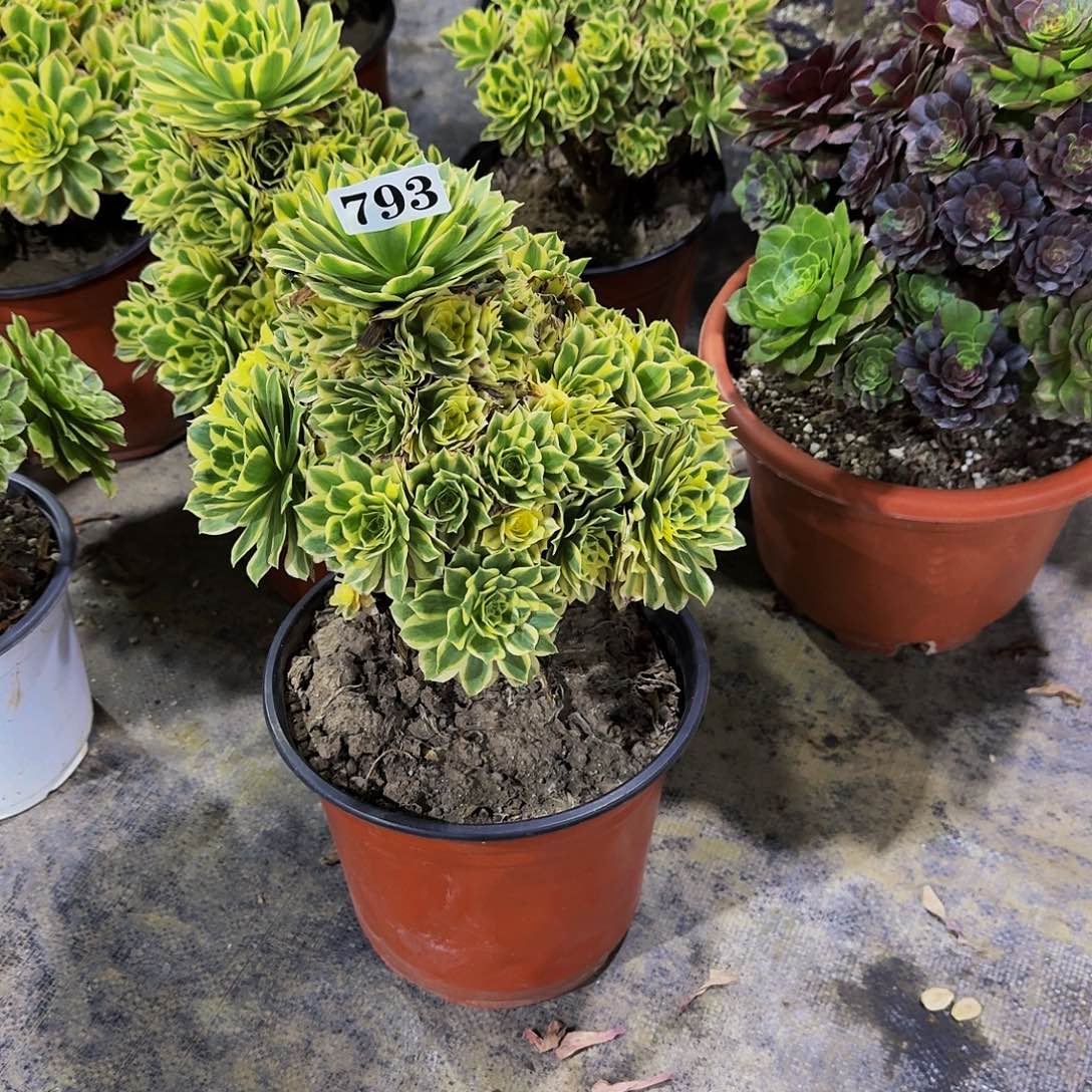 0000793碧玉多肉植物