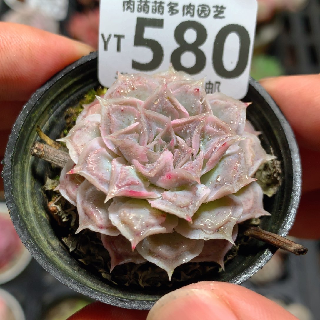 5CM拇指盆精控多肉YT580