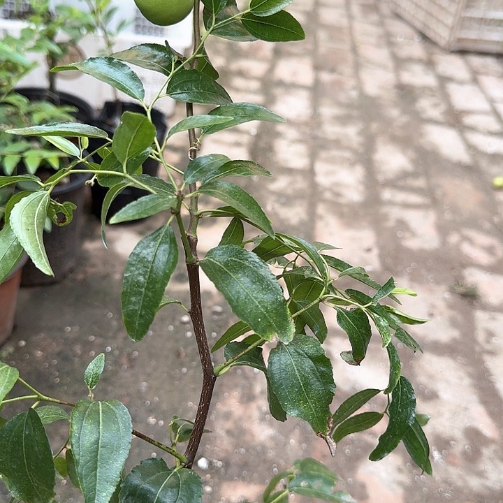 ****࿐无花朵苹果枣盆栽2222
