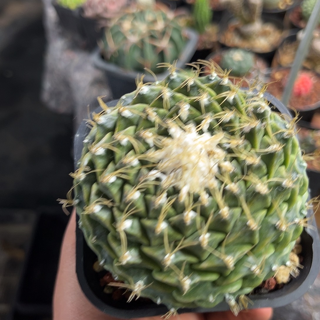 l***提111361一物一拍单头发