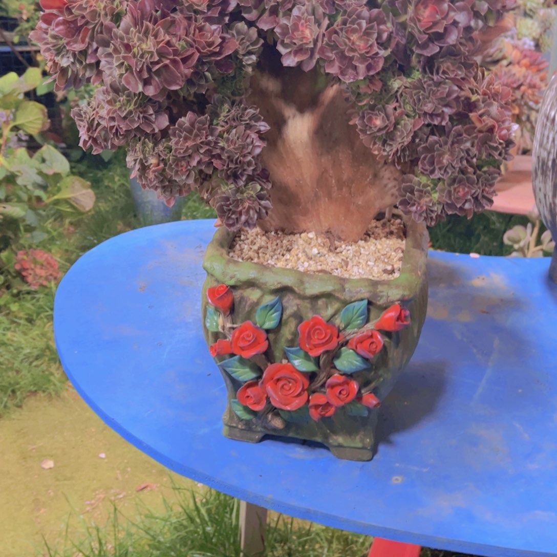 ღ***এ多肉植物保护研究所所长的