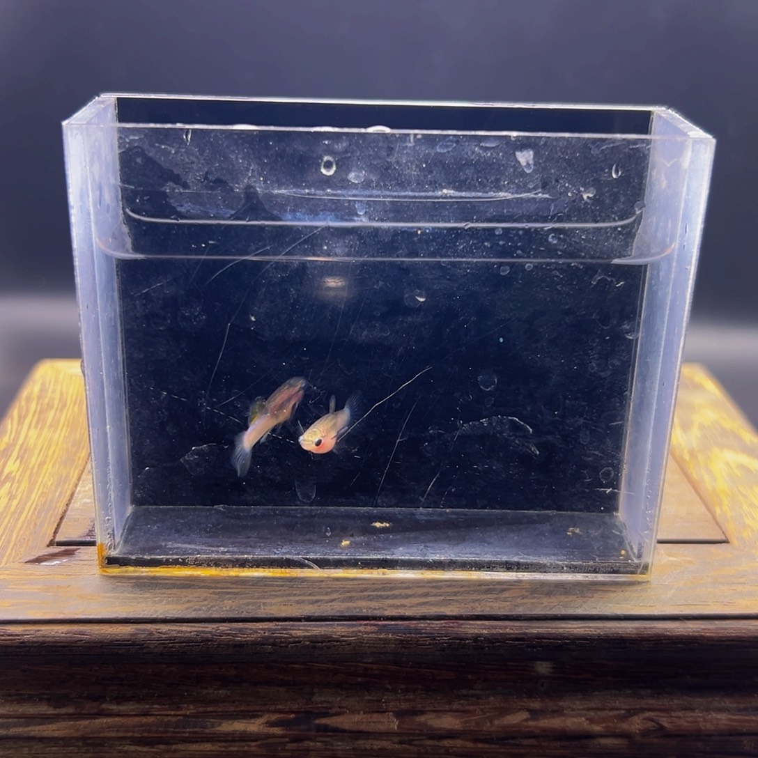 孔雀鱼玻璃猫粉猫一对