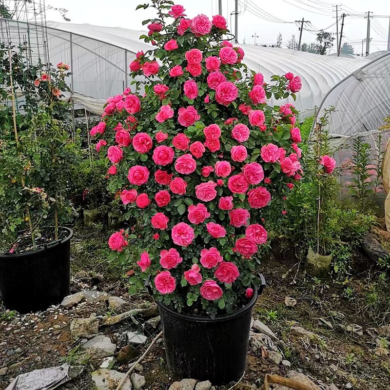 【粉达中苗】 四季灌木月季