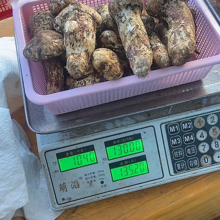 野生菌现场挑货中国大陆