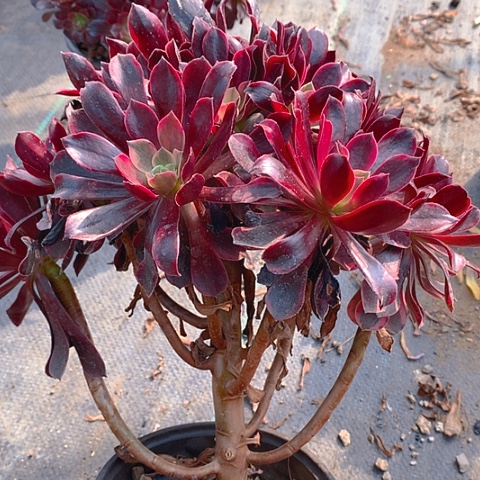 751金丝多肉植物