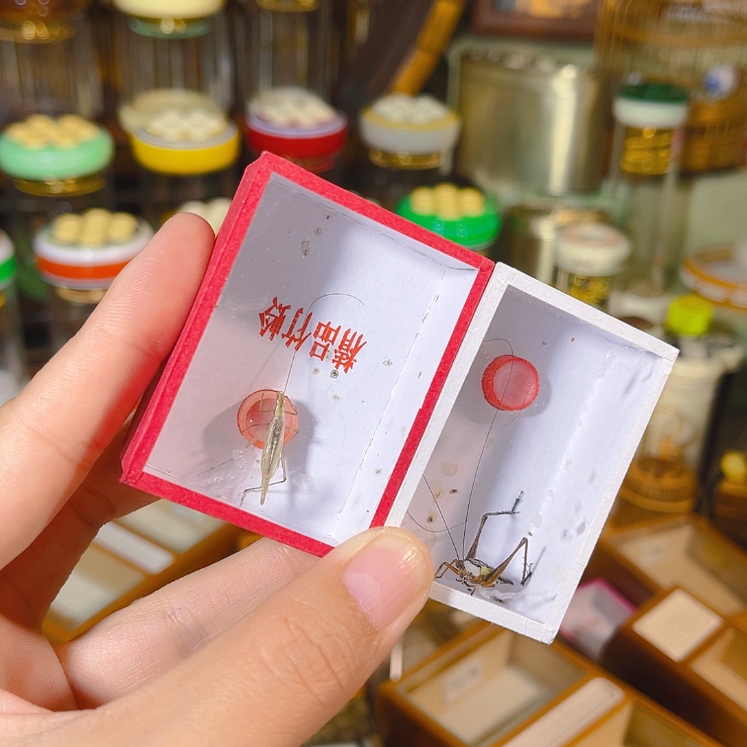 蟋蟀金琥珀+黑紫竹蛉