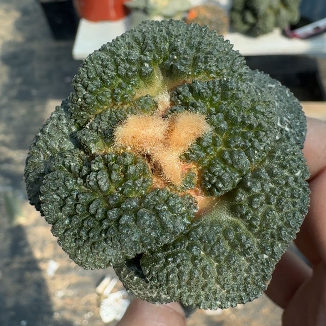 【闪购商品】细腻大尤丸尤哥斯拉174