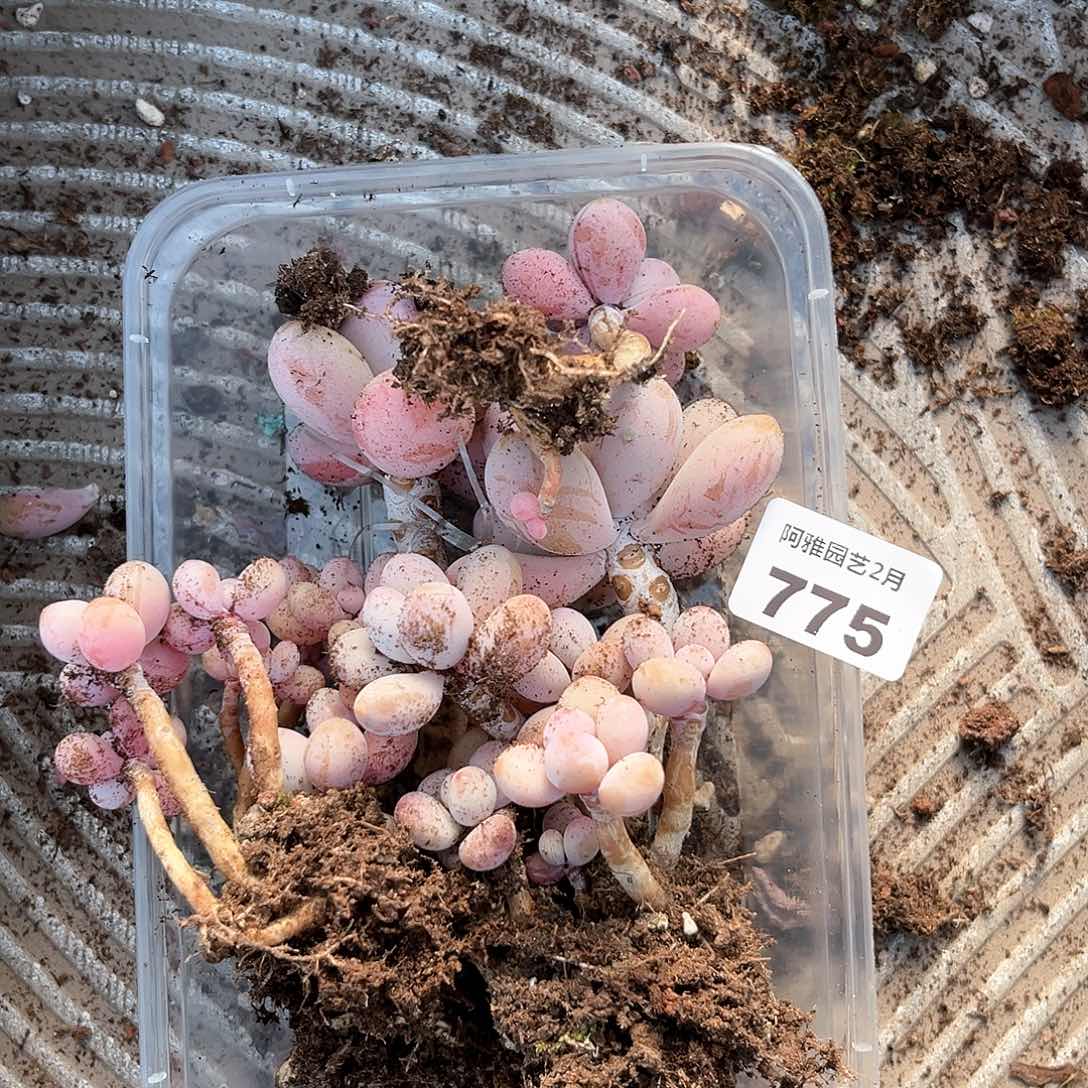 阿雅园艺。 不售后775