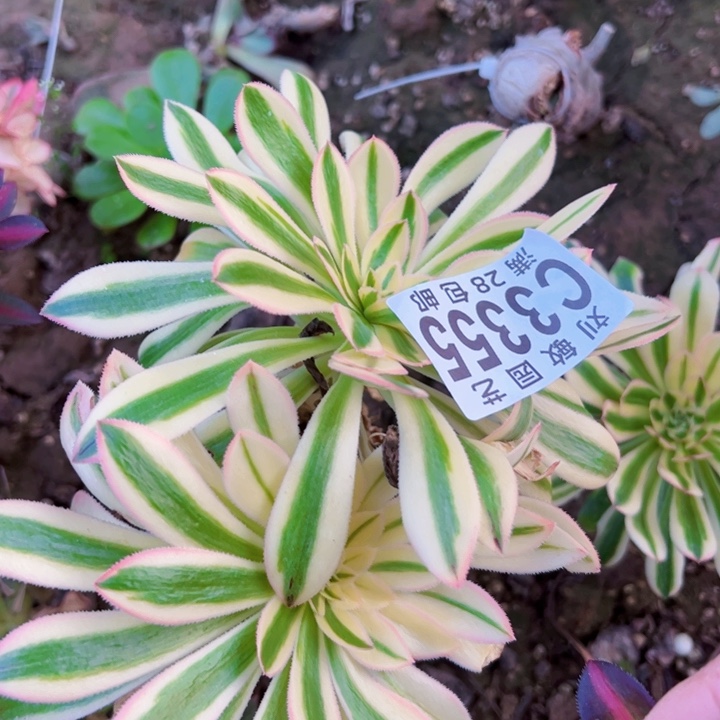 无根夕颜多肉植物法师3355