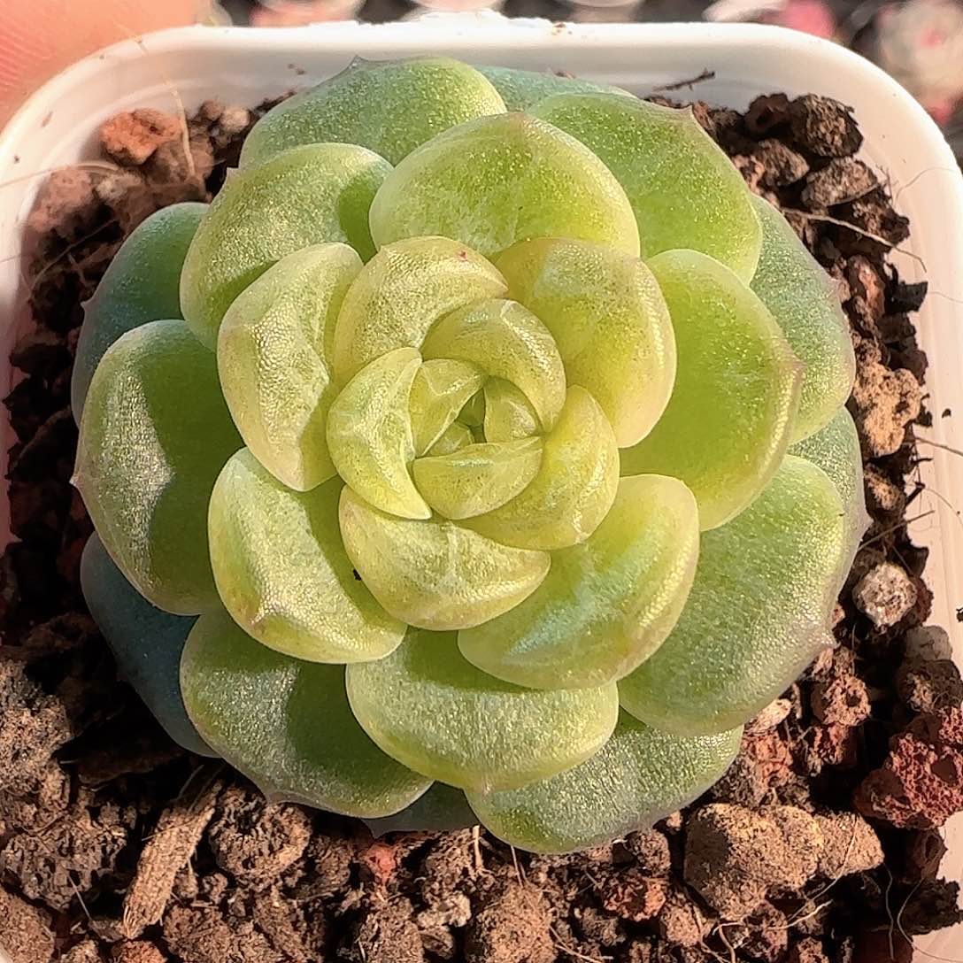 多肉1207-05无尽灯