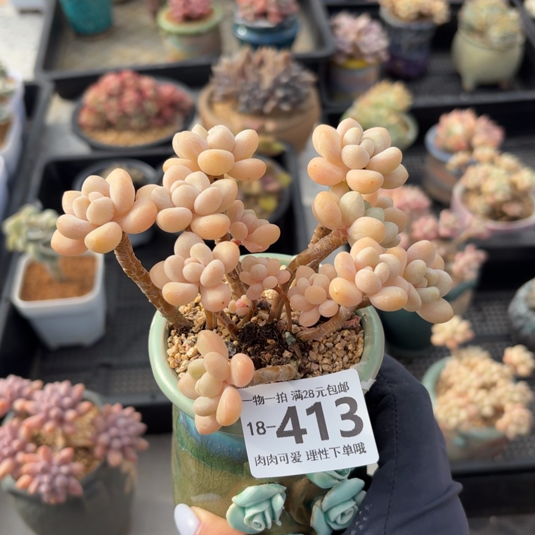 奶白糖无盆土发货无