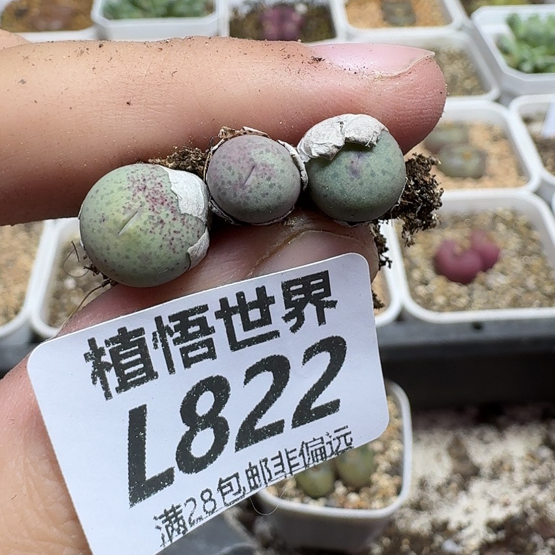 多肉植物的人生fvbb