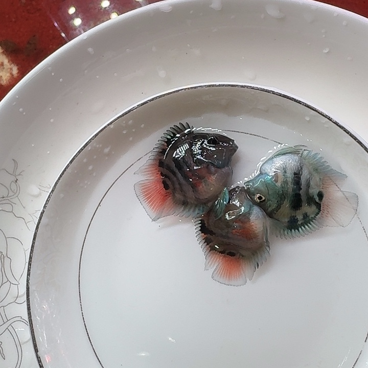 海水鱼迷你鹦鹉鱼