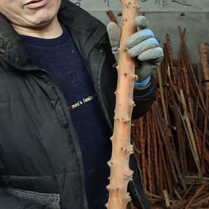 稳定木用****1贵州檬子木   铁马鞭   根艺  半成品