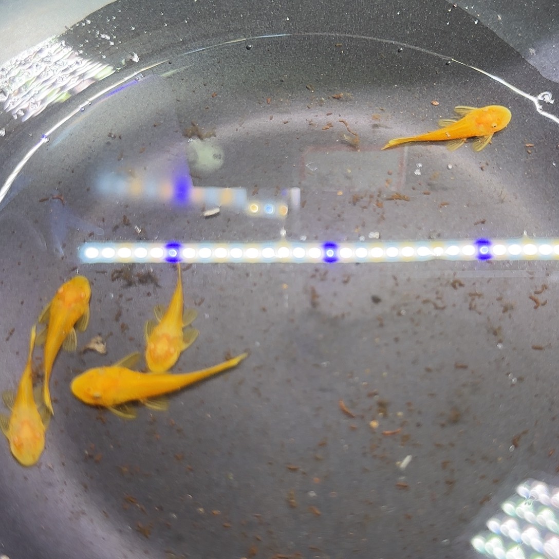 孔雀鱼黄金胡子六条