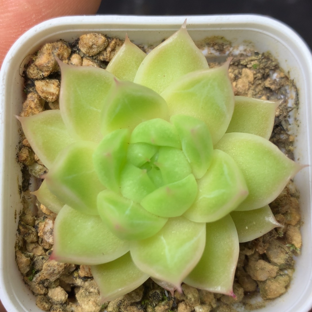 12 精品多肉一物一拍