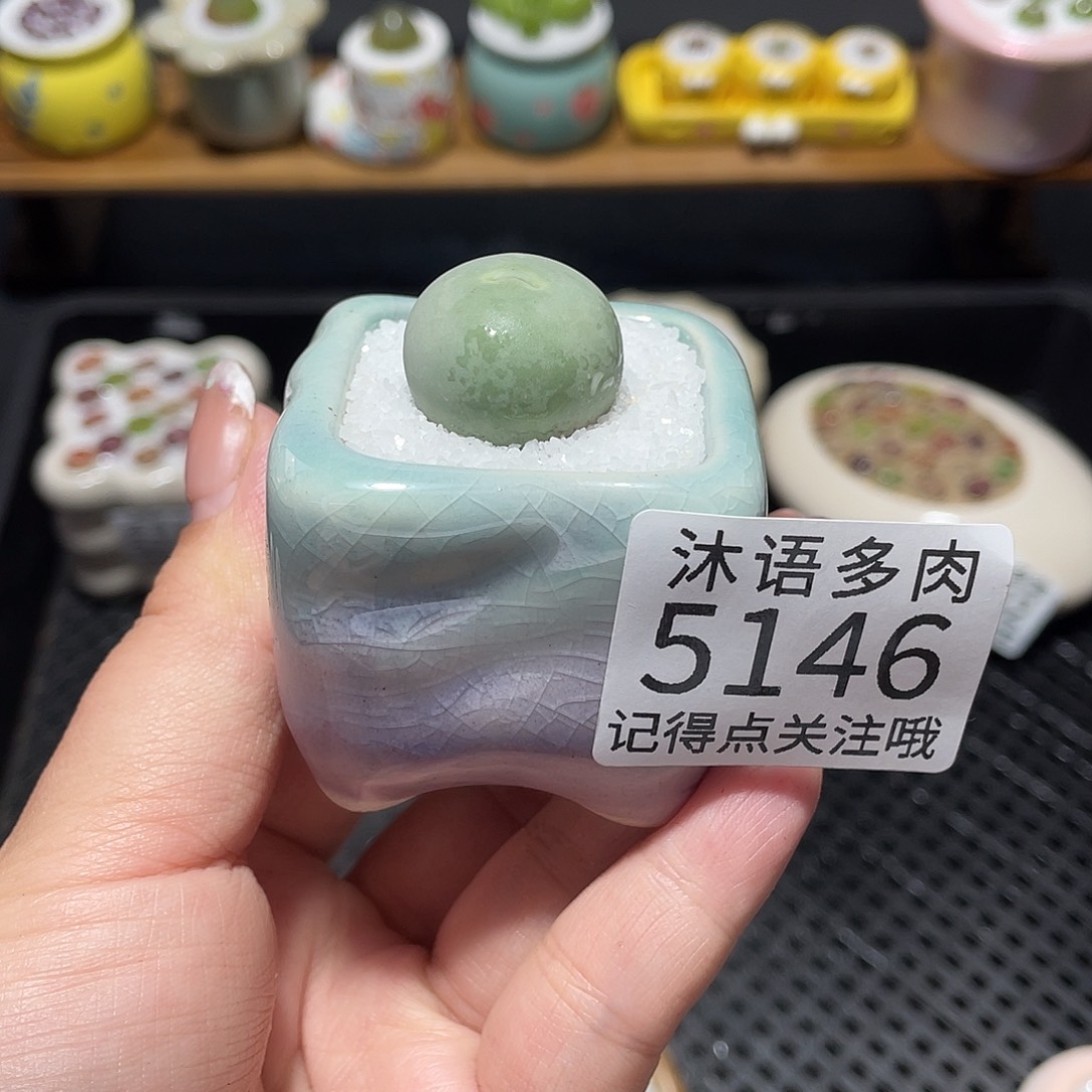 小***^带盆土植物 一物一拍5146