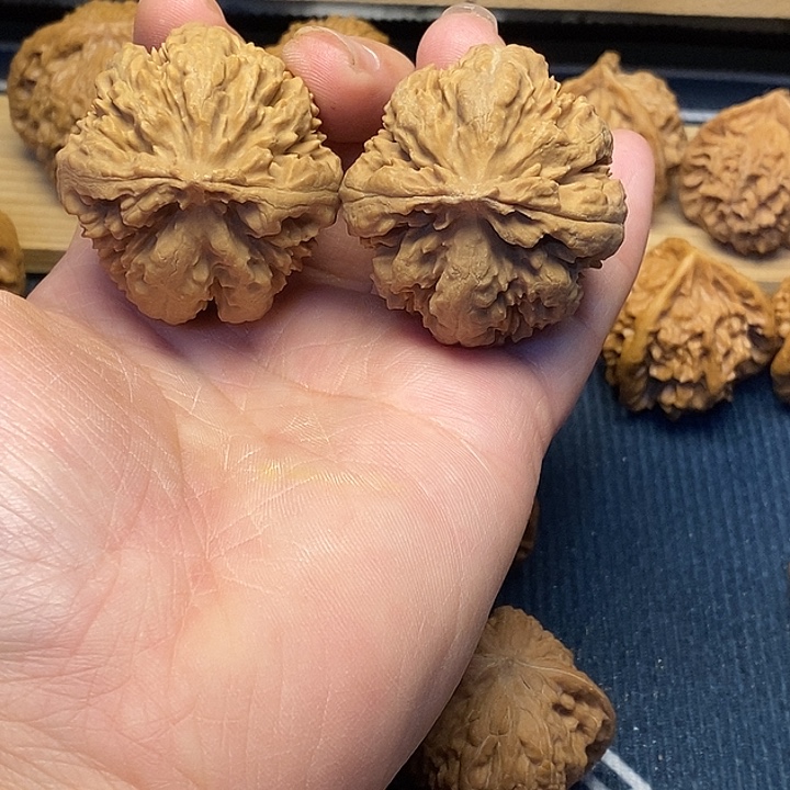 核桃41全品霸龙龙福利