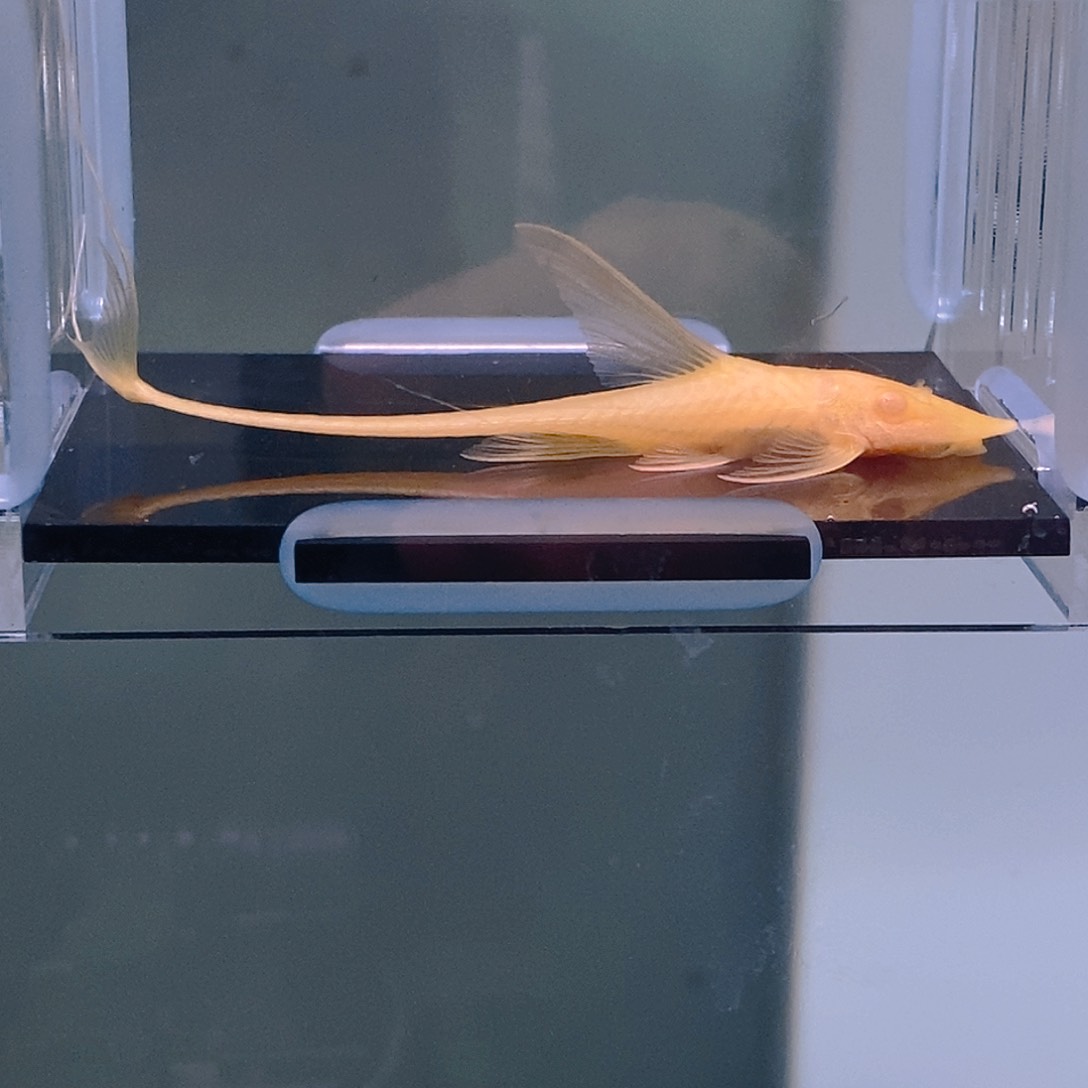 清道夫鱼直升机15号