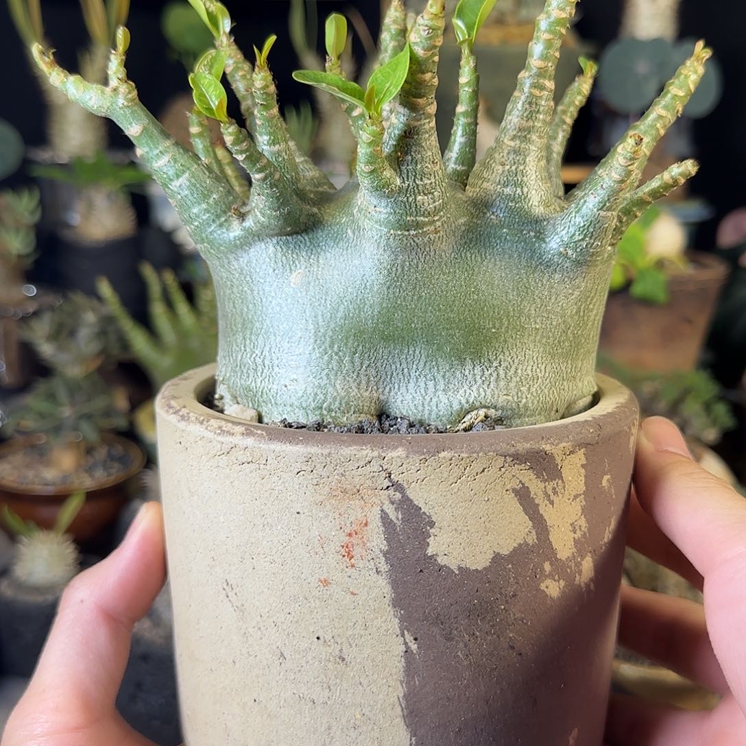 一物一拍哥斯拉沙漠玫瑰07