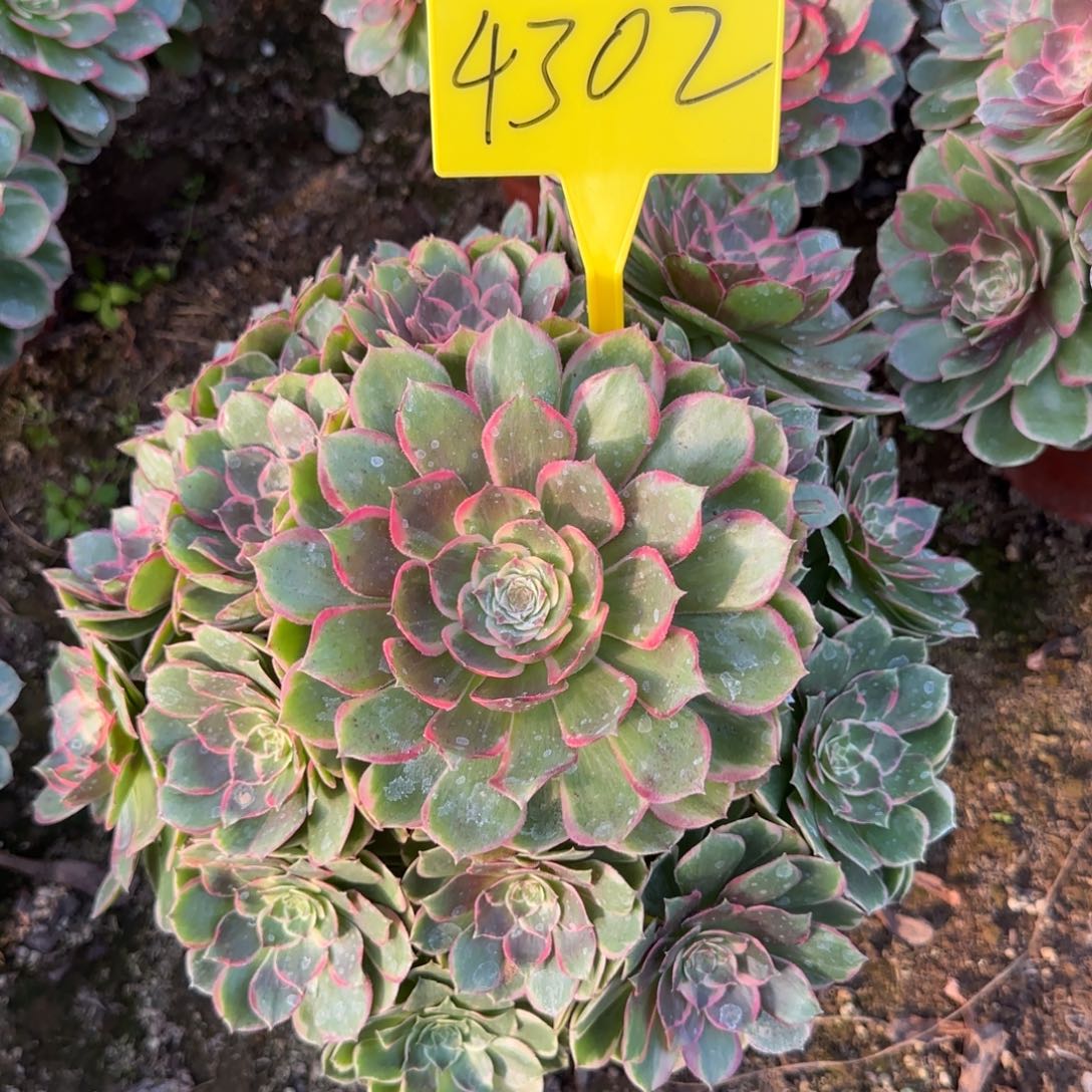 4302--粉花妖多头