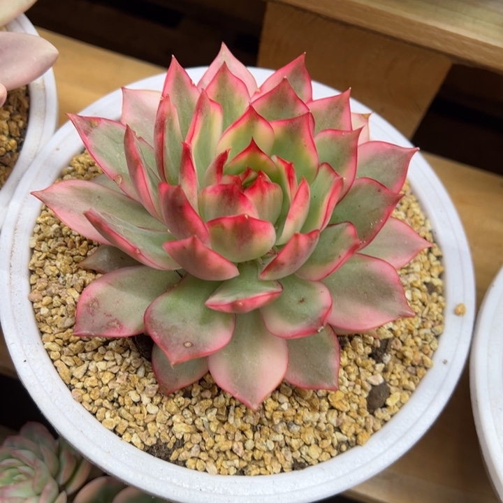 青莲锦 单头 夏鸣园艺