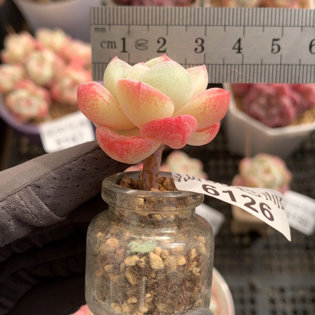 ℤ***6126。玻璃瓶小腿冰玉。