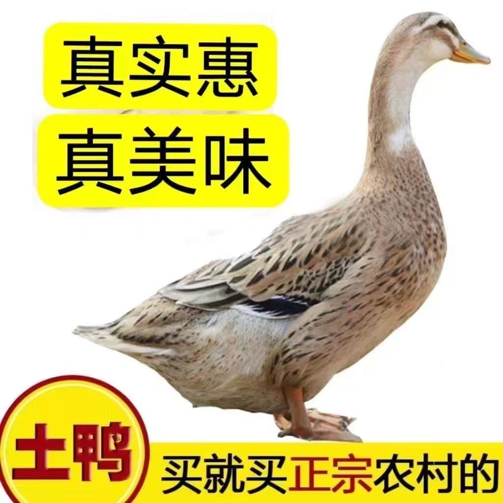 精选四只农家散养土麻鸭宰杀急冻可红烧煲汤无掌翅内脏顺丰包邮