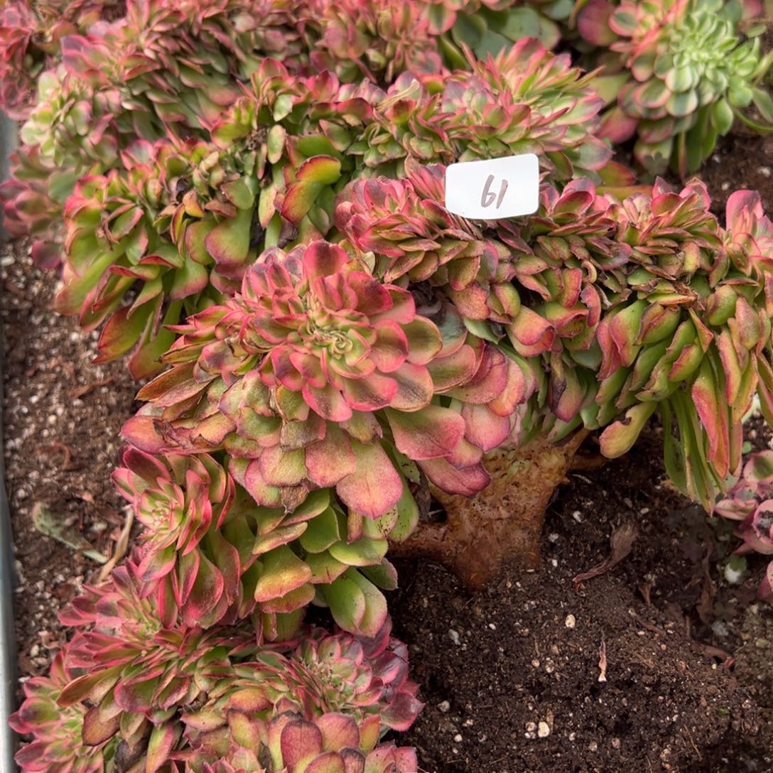 20包邮61荔枝缀  15多肉