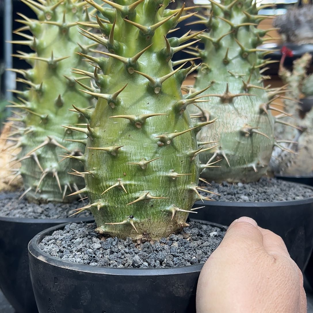 嘟*大安博8888888