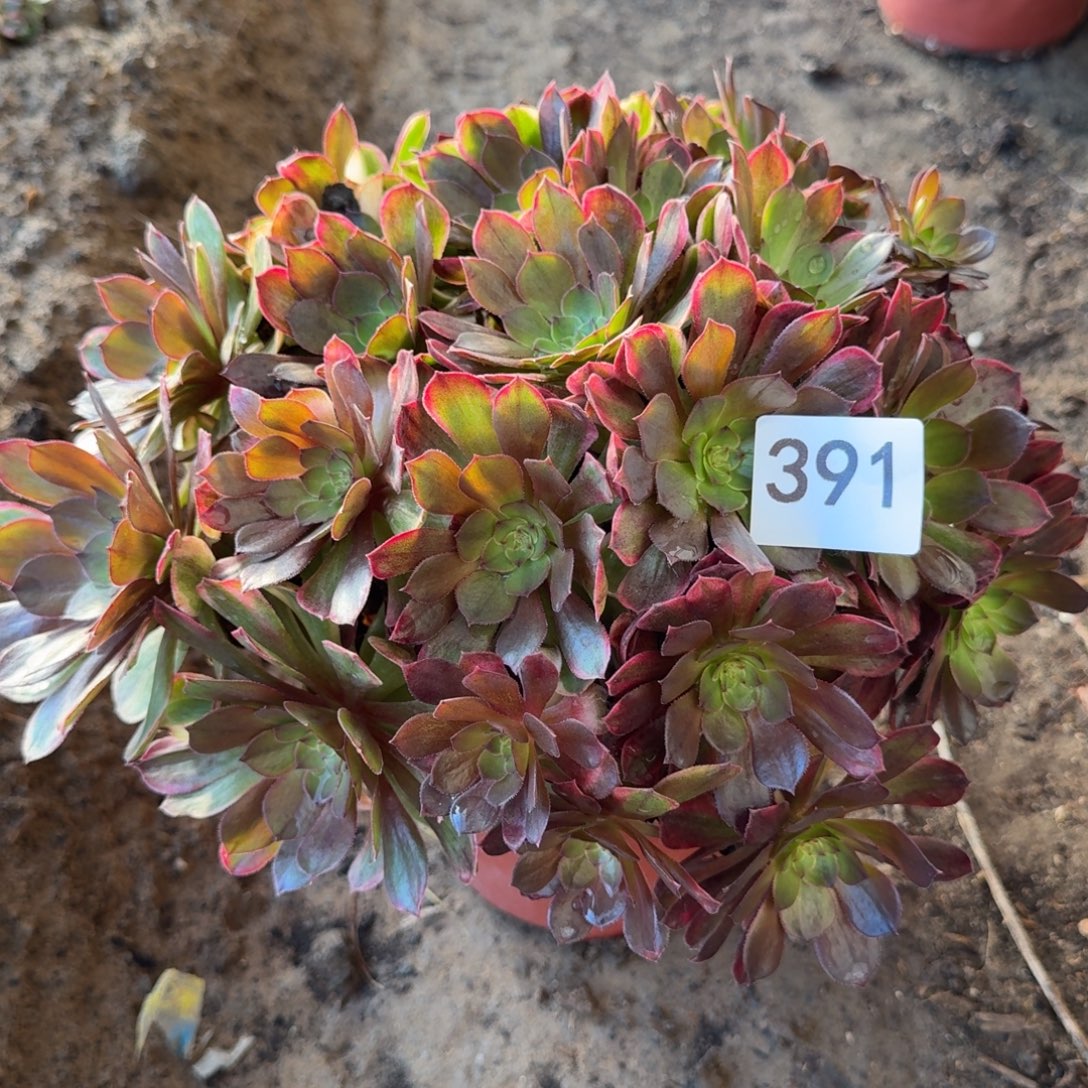 万七彩多肉391号法师多肉