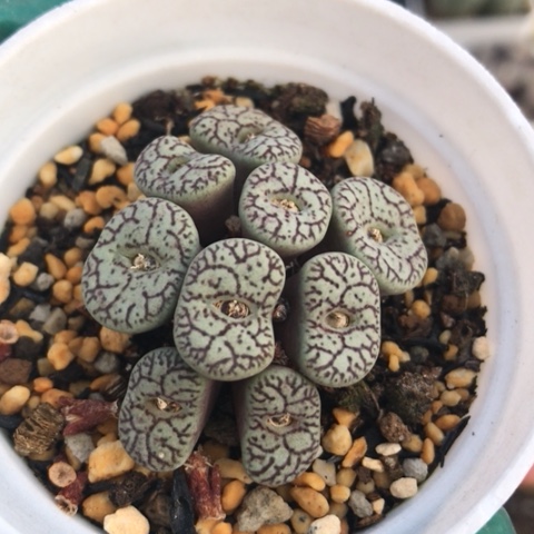 多肉肉锥 10头墨小锥