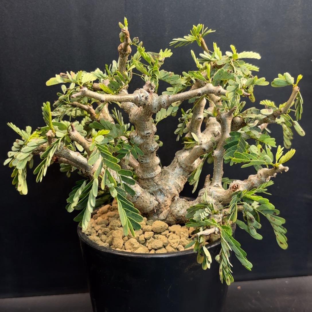 木 沙漠苏木带盆土