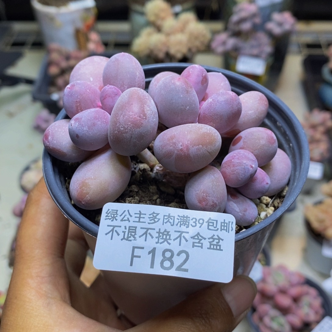 182蛋黄奶多肉7c m m