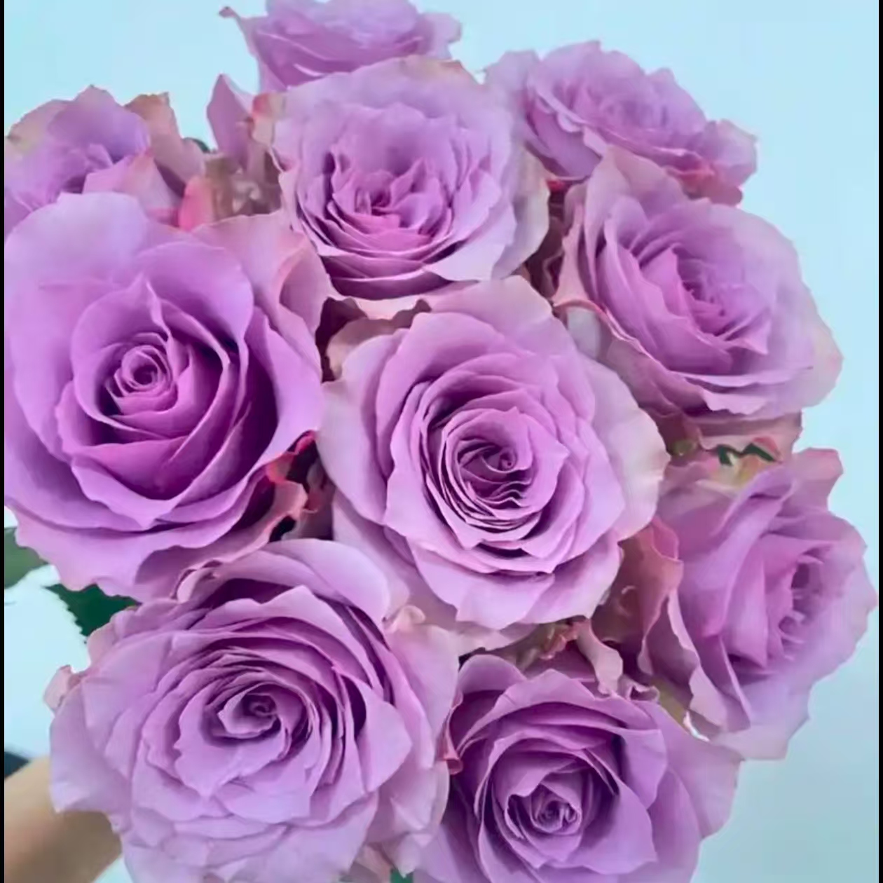 【紫霞仙子玫瑰】 -云南基地直发-全场任意两单升级冷链快递