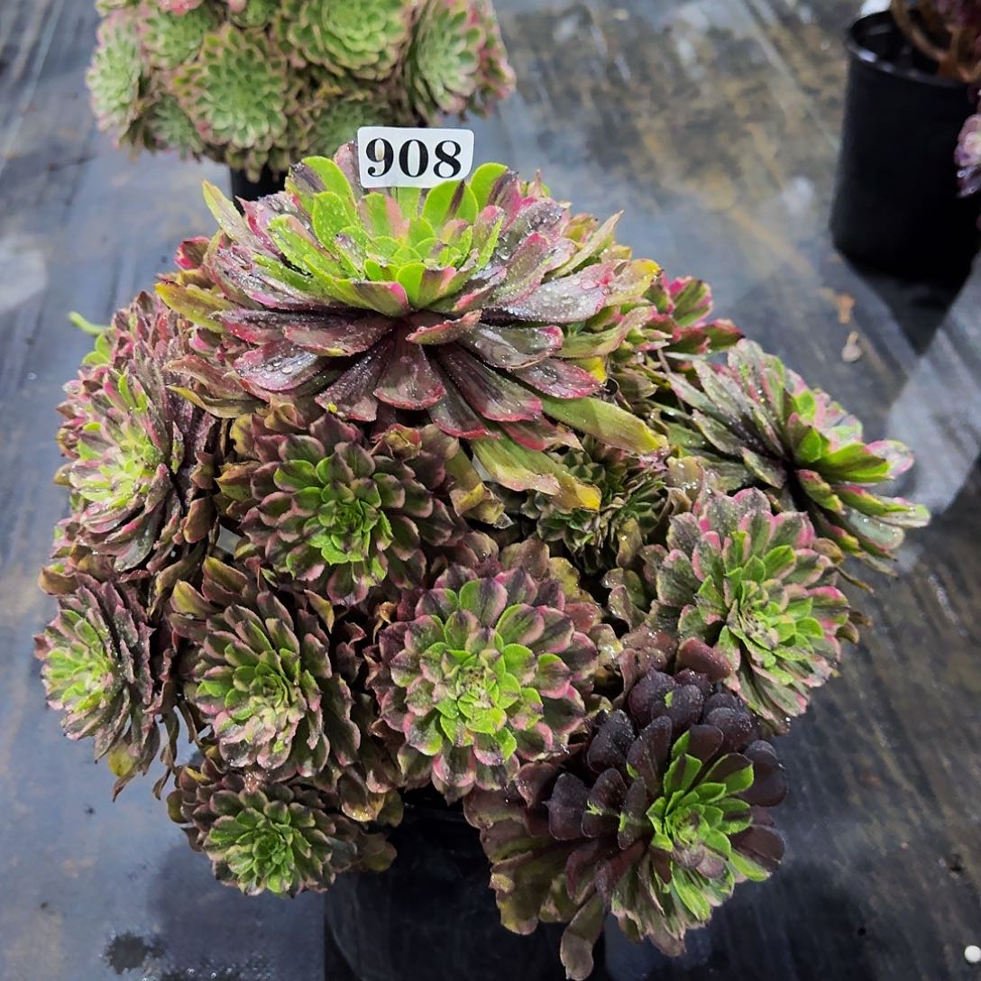 刀****人908粉黛多肉植物