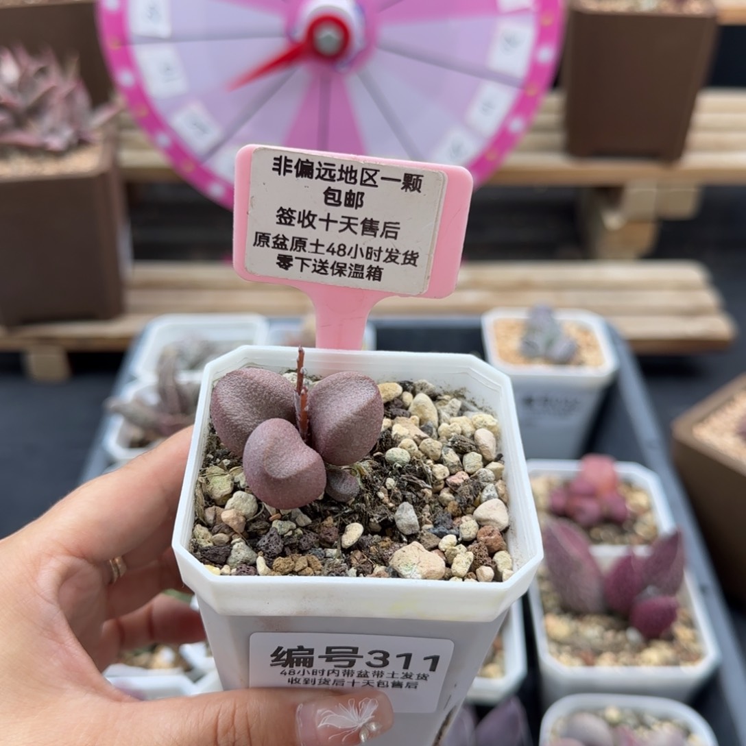 明**月311粉红哈密瓜多肉植物