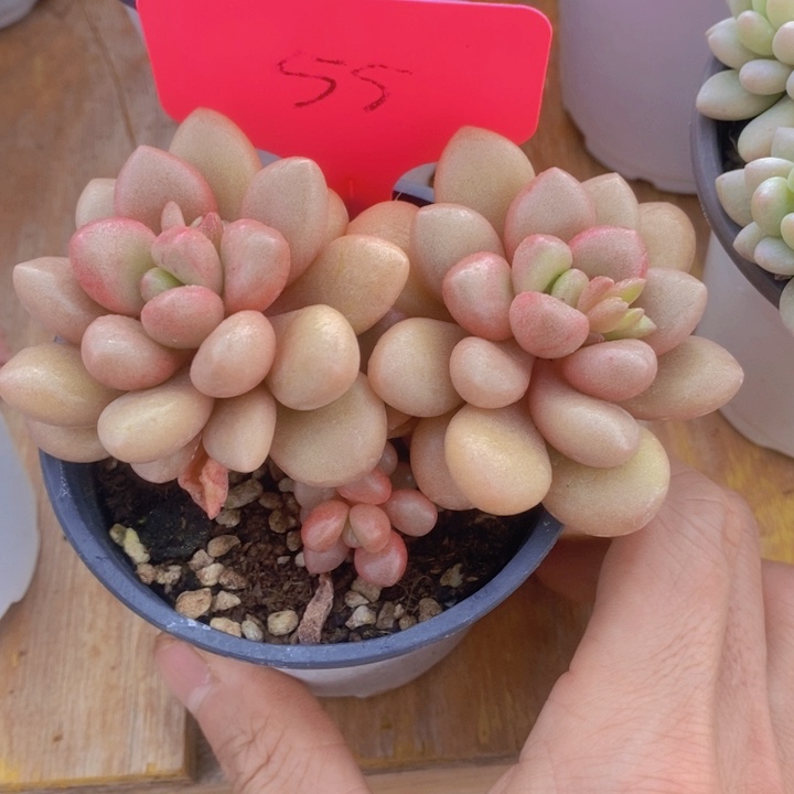 多肉植物，开心多肉