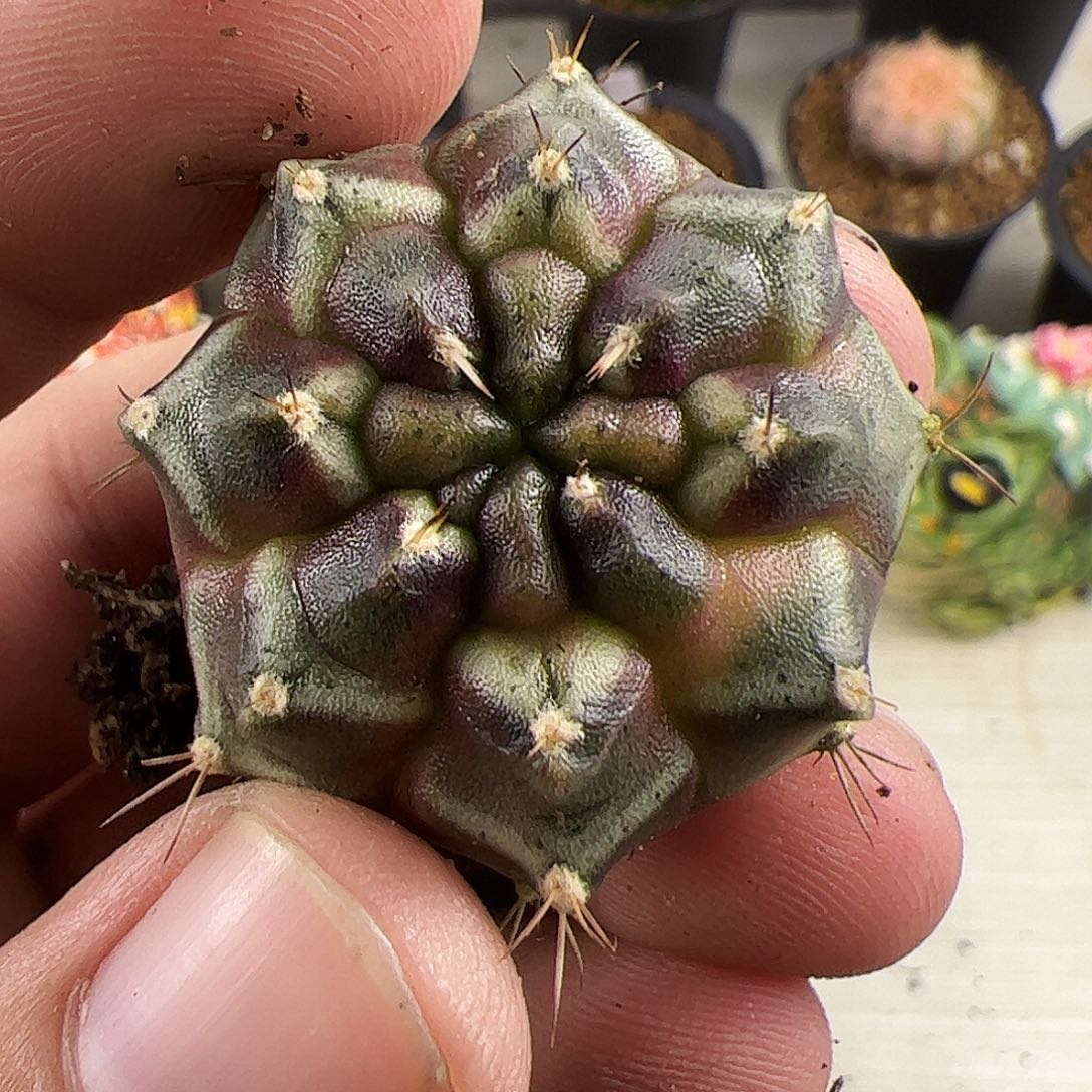 当前无花朵，栽培后可花朵随机发一个