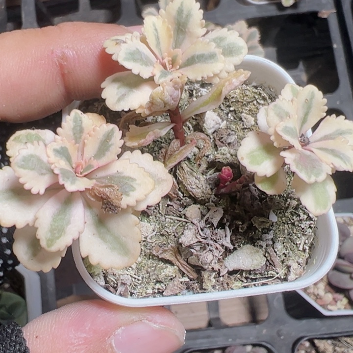 亚特兰蒂斯锦精品多肉植物