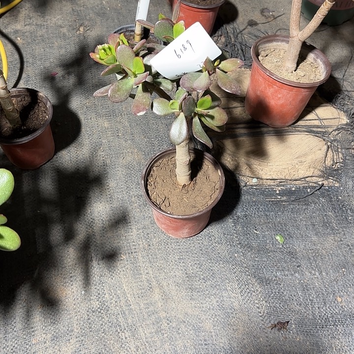 燕***飞当前无花栽培后可以开花韩国紫叶22