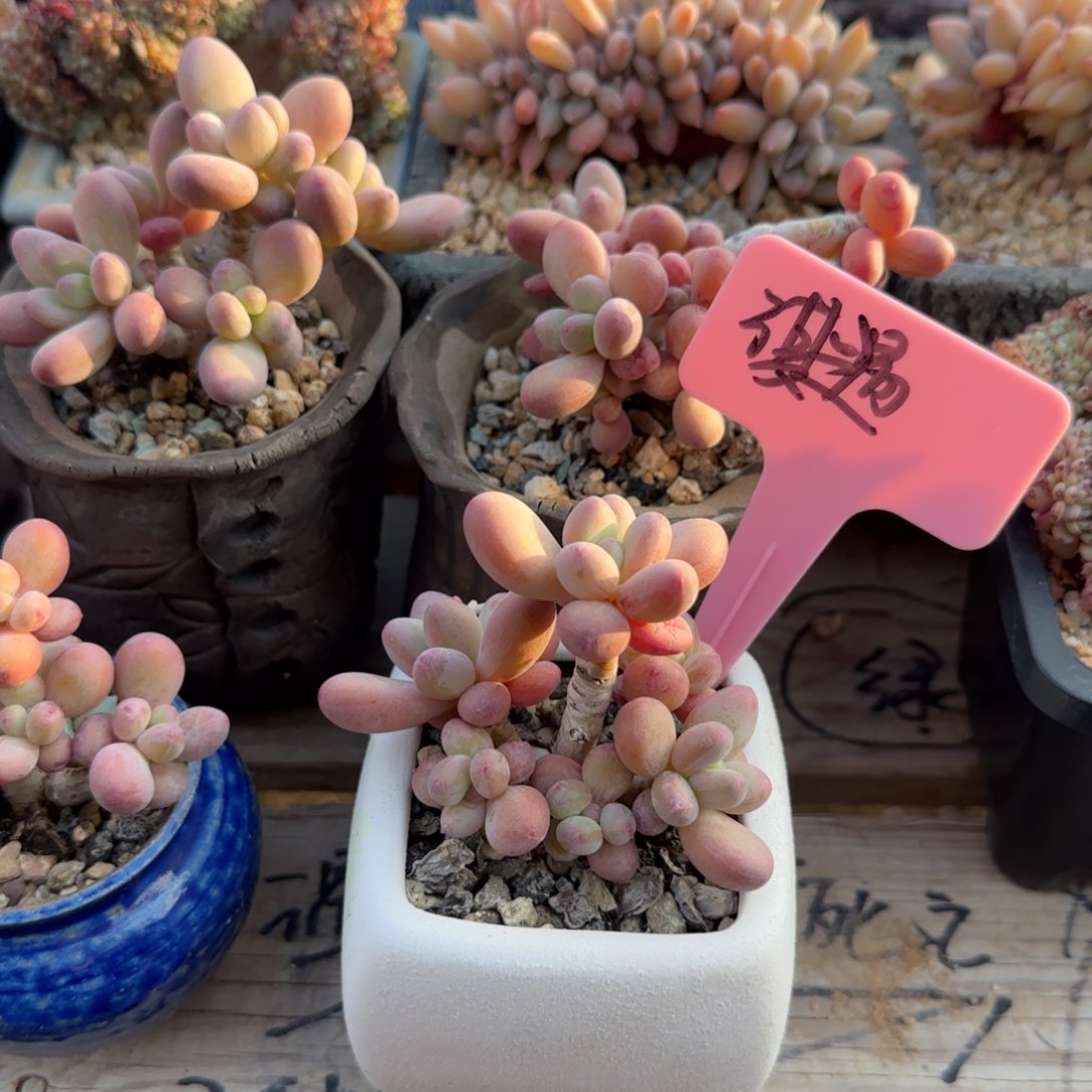 苹果美人五十包邮